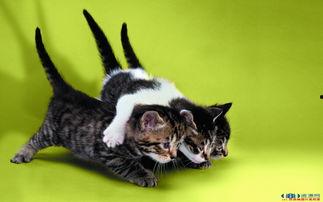 娱乐吃瓜猫的作品